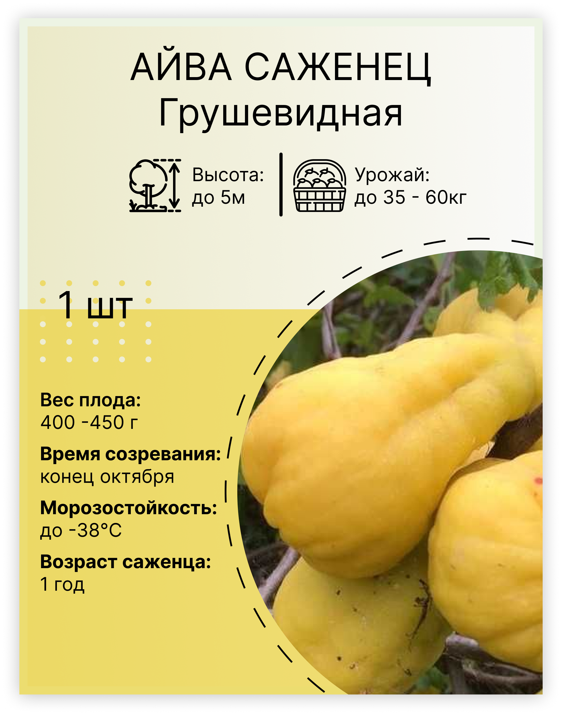 Айва «Грушевидная»